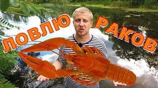 Как ловить раков на чеснок или  #Раколовка зонт против самодельной раколовки из бутылки?