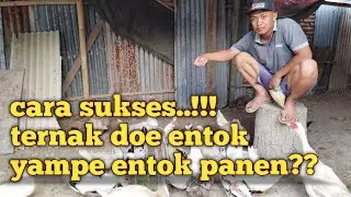 CARA SUKSES RAUP UNTUNG..!! cara merawat anakan entok usia 1 hari yampe panen