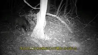 くくり罠・・・空はじきです。おまけ映像有り。