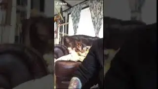 Funny Dog 33 #shorts