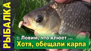 Ловим, что клюет! Хотя, обещали карпа ... Рыбалка на фидер