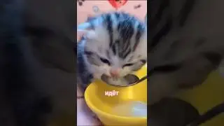 Котик кушает из ложки! #shorts #а4