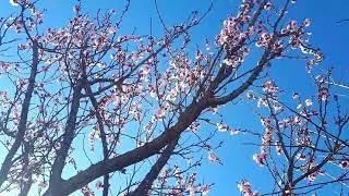 Дар хама, чо зимистонай лекин да, Точикистон бахор 15.02.2021...
