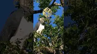 A Harpia ou Gavião Real  A Maior Águia do Mundo e seus Diferentes Nomes #shorts