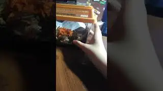 Прибавление в семье😏