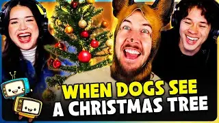 RYAN GEORGE - When Dogs see a Christmas Tree Reaction!