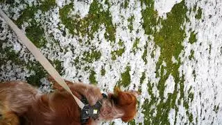 Chien qui abois  contre bonhomme de neige