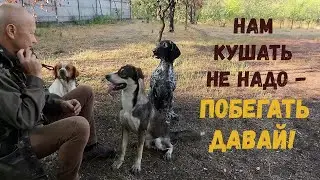 Когда хозяин устал, а собаки хотят бегать.