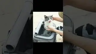 Pet supplies Large capacity double layer pet bag Easy to put two cat backpacks Foldable Oxford cloth