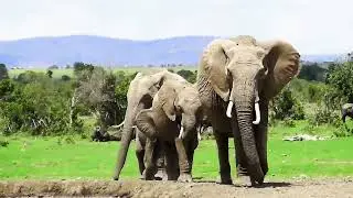 Elephants single file to the waterhole
