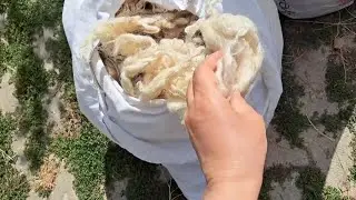 ⚠️YÜN yastık ÇAMAŞIR makinesinde yıkanır MI🔥sararmış YASTIK YIKAMA