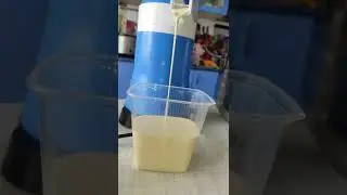 Сепарируем🥛Кто любит сливки? # сливки#сепарируем#cream#cow#cows#milk#молоко#ферма#2022