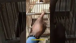 AKHIRNYA JADI JUGA MEMBUAT SANGKAR BURUNG. mantap sekali #shorts #flog #membuatsangkarburung