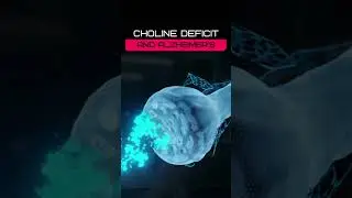 Choline Deficiency and Alzheimer's | New Scientific Discoveries & Inventions | SciTechVault.com
