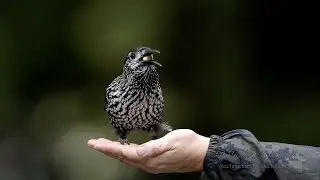 Hand feeding Spotted Nutcrackers (Nucifraga caryocatactes)