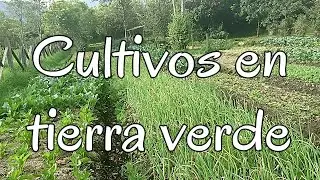Cultivos en tiera verde