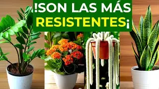 10 Low-Water Hardy Plants That Are Easy to Care for | Perfect for Forgetful People