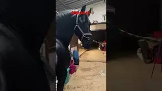 за лошадь 5 ляпов, $$$