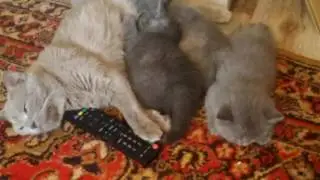 Ксюша с котятами все еще надо маму кошка кошка и котята