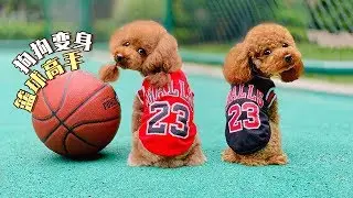 A little kid teachs two dogs to play basketball, they can hit a hundred shots!
