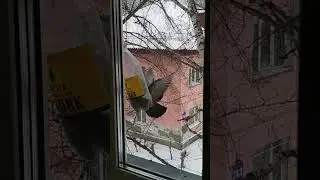 Птичий тусняк