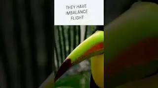 Toucans fun facts #trending #viral #youtubeshorts