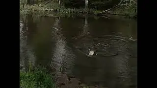 Рыбалка на микро речке.