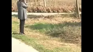 Amazing Moment 20,000 Ducks Cross The Road In Perfect Formation