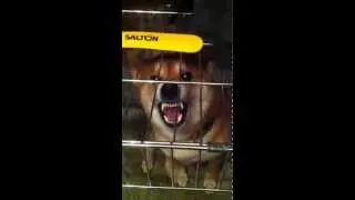 Акирыч