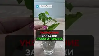 Как укоренить любой черенок за сутки? 