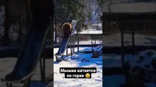 Мышка катается по горке 