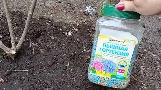 Уход за метельчатой гортензией весной.м-н ДАЧА г.Каменск-Уральский 29.05.2023
