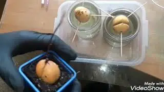 Авокадо-Змей Горыныч! 1 мая 2020 г.