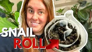 Snail Roll THE New Way To Start Seeds