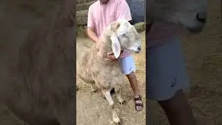 Сын Титаника