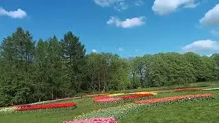 Тюльпани
