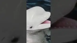 Beluga Whale #shorts