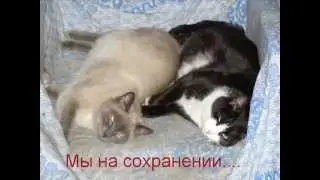 КОШКИ ЭКСТРИМАЛКИ!!!!!.mp4