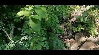 Дерево на склоне горы Сыркаши. Поиски камня Силы продолжаются.