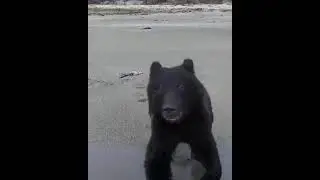 На что способен медведь когда голодный?