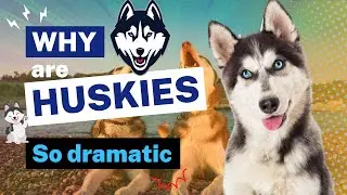 Why Are Huskies So Dramatic? Exploring The Silly & Vocal Nature Of This Breed
