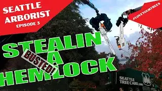 STIHL in a Hemlock