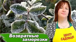 Возвратные весенние заморозки. КАК ПОМОЧЬ РАСТЕНИЯМ? #огород #сад #дача