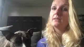 Hond bang voor vuurwerk