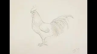 Как нарисовать петуха поэтапно простым карандашом начинающие