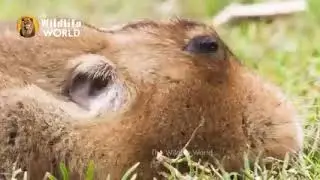 Animals vs Rodents Amazing Moments   Eagle vs Hyrax and Fox vs Large Rat   I
