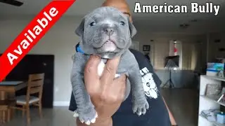 American Bully Puppy ⏰ For Sale @Caona Bully Kennels  Cyber Week Sale 🎄