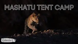 Amazing sightings and Mashatu Tent Camp | Episode 4