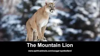 Mountain Lions
