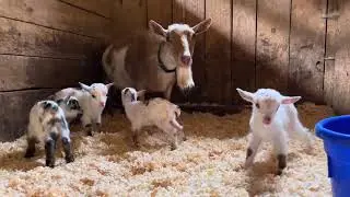 Maizy has quadruplets!
